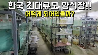 한국최대규모 열대어 양식장 방문!! 상어까지 번식한줄 알았네요!ㄷㄷ (유지비,번식방법)