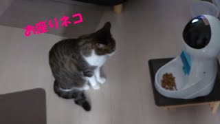 猫のお昼ご飯 待っている猫が尊い・・・