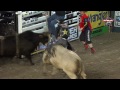 stormy wing rides for 86.25 points with two bulls pbr