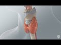 Mayo Clinic Minute - The role of the larynx and how to protect it