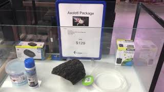 Axolotl Packages from $129 | Waterlife Aquarium