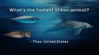 What's the fastest ocean animal?