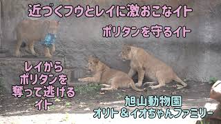 旭山動物園　レイからポリタンを奪って逃げるイト　フウとレイに激おこなイト　はがゆいオリトとイオちゃん　ポリタンと三姉妹2　オリトファミリー　Orito \u0026 Io family　Lion family