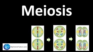 Meiosis | Genetics | Science