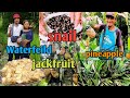 Waterfeild organic fruit || jackfruit pineapple and Snail || Enjoy lot's##fruits #organicgardening