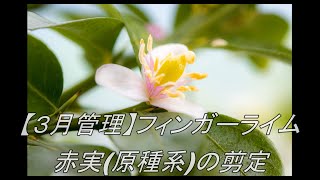 【フィンガーライム】赤実(原種系)の剪定【３月管理】