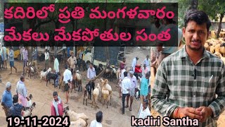 కదిరిలో ప్రతి మంగళవారం మేకలు మేకపోతుల సంత, 19-11-2024,#kadirisantha #animals #kadiri #cksnewshunt