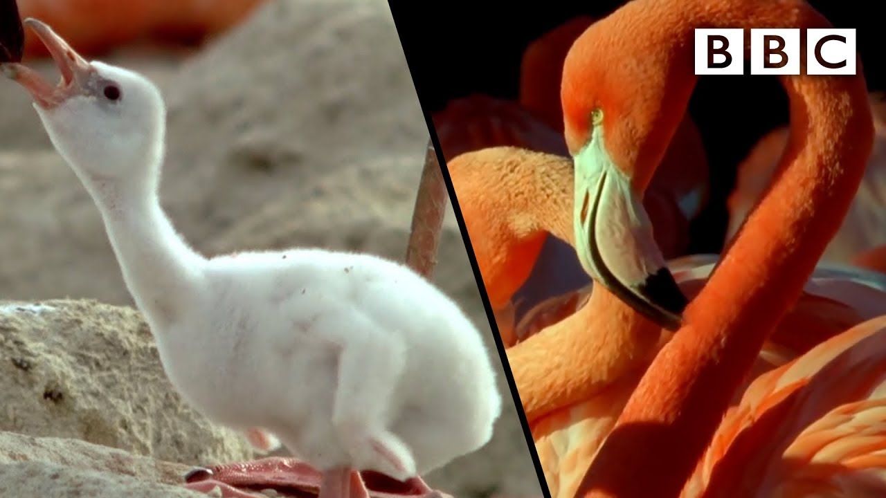 How Baby Flamingos Get Their Pink Colour Animal Super Parents Bbc