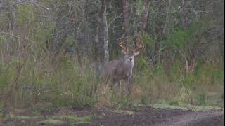 180 inch whitetail buck leaves smoke trail after shot - Roger Raglin