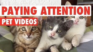 Pets Paying Attention || Funny Pet Compilation