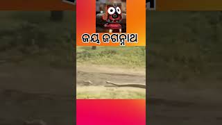 ଜୟ ଜଗନ୍ନାଥ 🙏 ♥️ #song #odia #trending #foryoupage #viralpost #followforfollowback