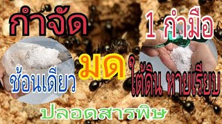 โง่มาตั้งนาน!!วิธีกำจัดมด🐜🐜 ใต้ดินบนดิน หายเรียบ \