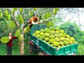 Use 3-wheeled Vehicle Harvesting Many Jackfruit Goes To Countryside Market Sell - Daily Life