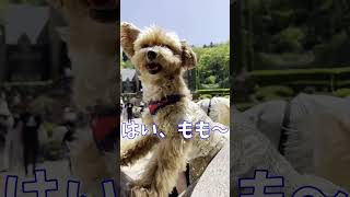 何度も呼ぶしつこいヤツ〜ロックハート城編〜　#犬 #ちわぷー