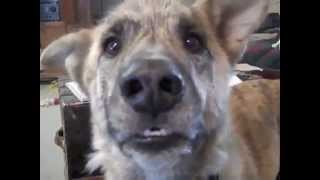 Ultimate Dog Tease
