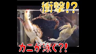 カニが泳ぐ！？～餌を食べるためにひた泳ぐカニ達～(swimming crab)