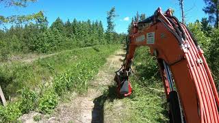 NATURE VS MULCHER! Mulching Gum Trees With The Prinoth M450e-900