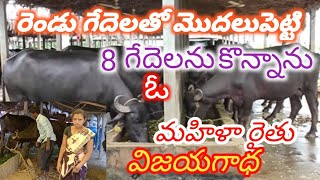 #dairy farm# 2 గేదెలతో మొదలుపెట్టా..క్రమక్రమంగా 8 గేదెలను కొన్నాను.కష్టపడితే ఫలితం ఉంటుంది..