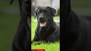 കറുത്ത നായ വീട്ടിൽ വന്നാൽ. Dogs. jyothisham Malayalam. astrology.