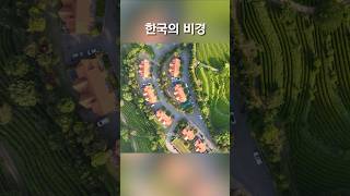 꼭 가봐야 할 한국의 비경 보성 녹차밭 #korea#scenery#shorts#shortvideo