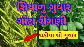 શિયાળુ ગુવાર અને રીંગણી ની માવજાત |