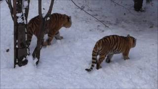 2017年12月3日　旭山動物園　アムールトラの親子