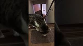 目の見えない猫にゃあみ  階段を一気に駆け上がる！