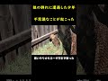 森でオオカミの群れと遭遇した迷子！！