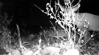 ირემი თუშეთის ეროვნულ პარკში | Deer at Tusheti National Park