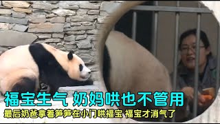 8.29福宝生奶爸的气，奶妈拿胡萝卜哄也没用，奶爸拿竹笋哄才哄好了#panda #fubao #푸바오 #루이바오 #후이바오