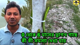 0 থেকে 6 মাস ড্রাগন গাছের কী কী সমস্যা হয় | What are problems with dragon trees from 0 to 6 months