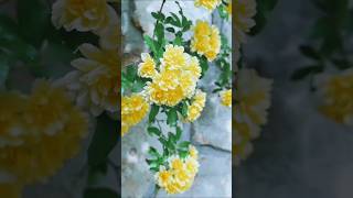 Stunning Flower Garden Showcase | Beautiful Flowers in Full Bloom || #shorts