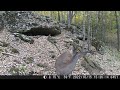 deer prancing through the woods caught on trail camera bambi caught on trail camera hunting camera