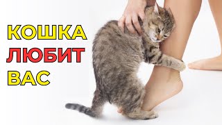 ЕСЛИ КОШКА ДЕЛАЕТ ЭТО, значит она ЛЮБИТ ВАС