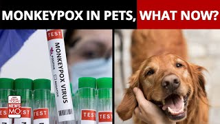 Monkeypox In Pets: First Human To Animal Transmission Reported, All You Need To Know