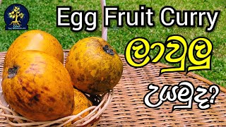 Egg fruit curry || ලාවුලු උයල කමුද ? || #zigmawonderlife #eggfruit