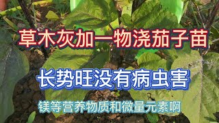 種植茄子用草木灰加一物澆茄子苗，茄子沒有病蟲害長勢好，但是有2點要注意哦，你知道嗎？