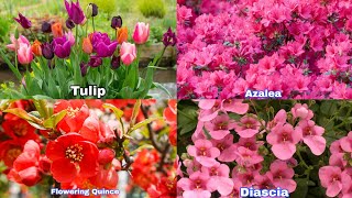 12 Best Spring Flower to Plant for Garden