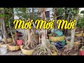 Phôi mai vàng đẹp mới nhất | bonsai can tho