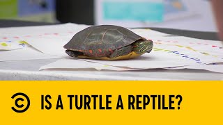 Is A Turtle A Reptile? | The Carbonaro Effect | Comedy Central Africa