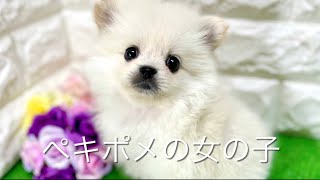 ミックス犬・ペキポメの子犬　（平野瓜破）