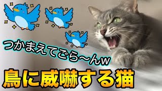 鳥にクラッキングする猫