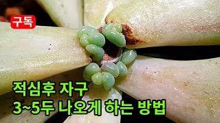 다육적심후 자구 3~5두 나오게 하는 방법   자른 단면 생장점 제거  succulent, succulents plants