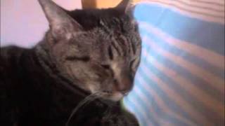 睡眠を邪魔されるうちの猫 My cat to be disturbed sleep