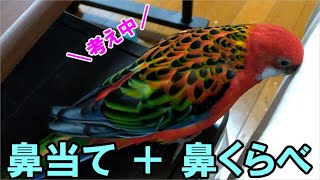 ナナクサインコのナナちゃん鼻当て＋鼻くらべ