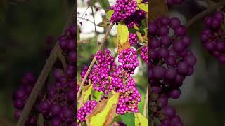 🌳 L'ARBRE À BONBONS ou CALLICARPA 'PROFUSION' 🌳 #grandiflora #quelleplantepourmonjardin #callicarpa