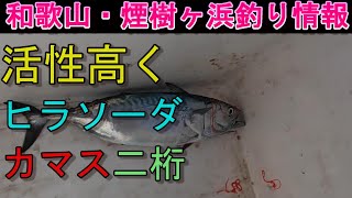 08-23　煙樹ヶ浜釣り情報・取材編【第1104回】活性の良い海でヒラソーダカツオが釣れた #平ソーダカツオ ＃遠投カゴ釣り #和歌山釣り #煙樹ヶ浜