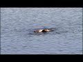 pink eared duck vortexing