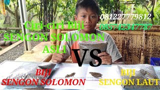 PERBEDAAN BIJI SENGON SOLOMON DAN BIJI SENGON LAUT, @AFFANBIBITPURWOREJO