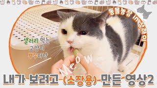 🐶🐱vlogㅣ내가 보려고 만든 영상2ㅣ소장용ㅣ상해 한달살기ㅣ동물농장의 한가 로운 일상 vlogㅣ강아지 & 고양이ㅣ